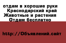 отдам в хорошие руки - Краснодарский край Животные и растения » Отдам бесплатно   